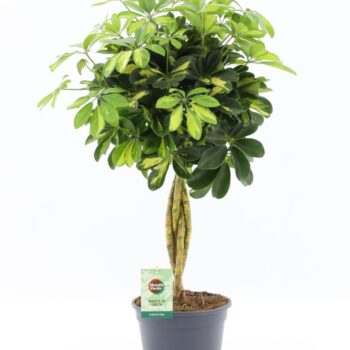 Schefflera arboricola 'Gold Capella'