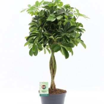 Schefflera arboricola 'Nora'