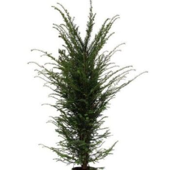 Taxus baccata