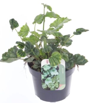 Heuchera sang. Ruby Bells