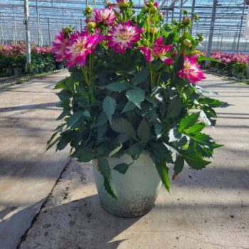 Dahlia Maggiore Rose Bicolour