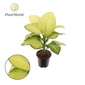 Dieffenbachia Tropic Marianne P21