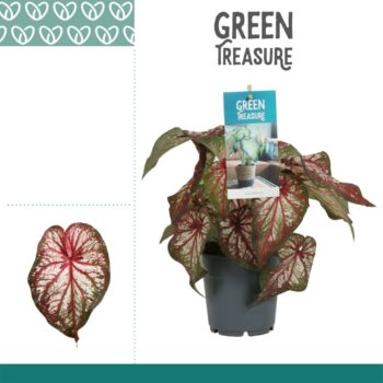 Caladium Bicolor