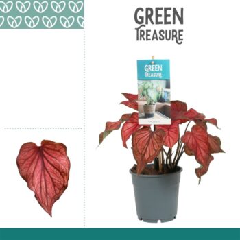 Caladium Red