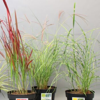 Siergrassenmix najaar