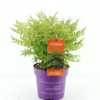 Sorbaria sorb. Matcha Ball (First Editions®)