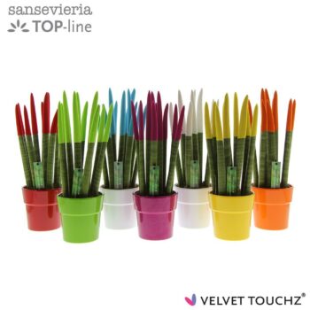Sansevieria VELVET TOUCHZ® Mix in keramiek Edel