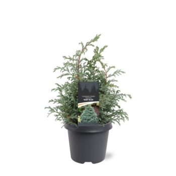 Chamaecyparis pis. 'Baby Blue'