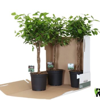 Ficus Moclame