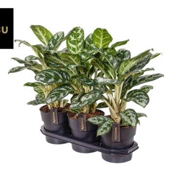 Aglaonema Amazon Silver