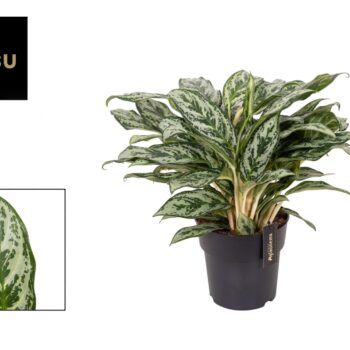 Aglaonema Laurel Green