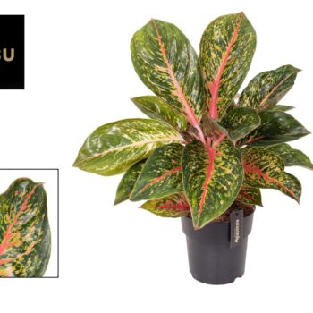 Aglaonema Lychee Red