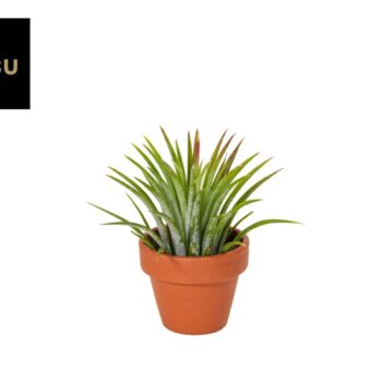 Tiny Tillandsia in Terracotta pot