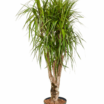 Dracaena marginata Branched
