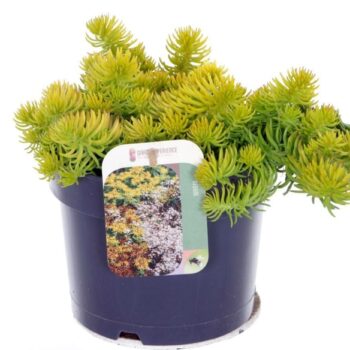 Sedum reflexum Angelina