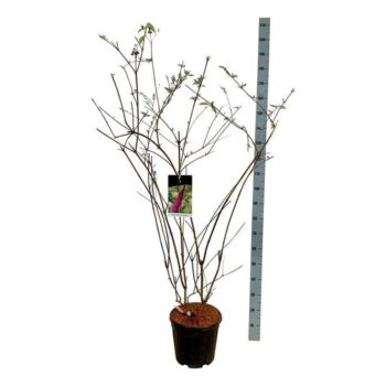 Buddleja dav. 'Ile de France'