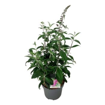 Buddleja dav. 'Pink Delight'