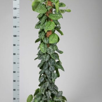 Scindapsus Pictus Trebie