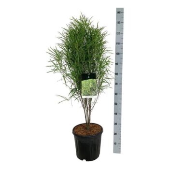 Frangula alnus Fine Line ®