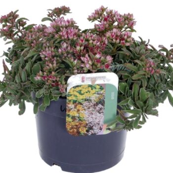 Sedum spurium Tricolor