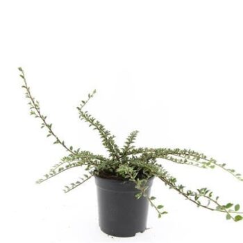 Cotoneaster atrop. 'Variegatus'