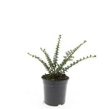 Cotoneaster horizontalis