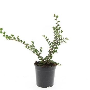 Cotoneaster nanshan 'Boer'