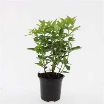 Diervilla sessilif. 'Butterfly'