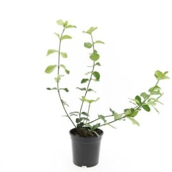 Euonymus fort. 'Coloratus'