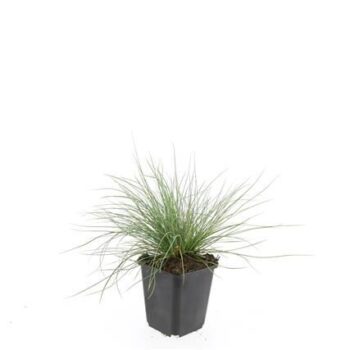 Festuca glauca 'Elijah Blue'