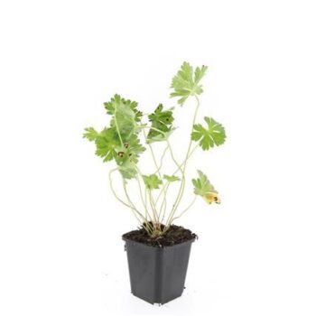 Geranium Rozanne