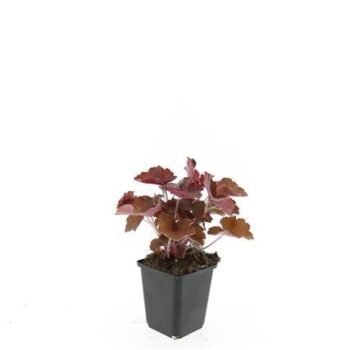Heuchera m. 'Palace Purple'