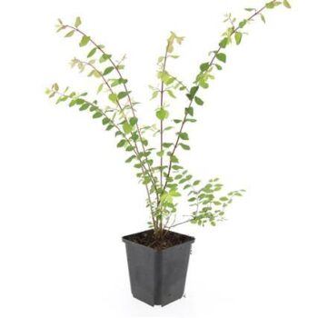 Symphoricarpos ch. 'Hancock'