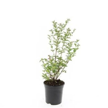 Symphoricarpos Magical Candy