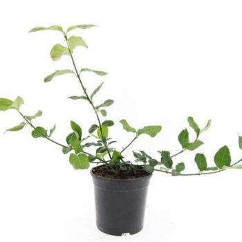 Euonymus fort. 'Dart's Blanket'