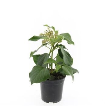 Hedera colchica 'Fall Favourite'