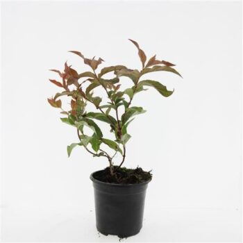 Diervilla sessilif. 'Dise'