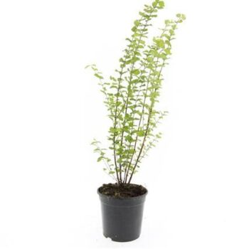 Symphoricarpos d. 'Magic Berry'