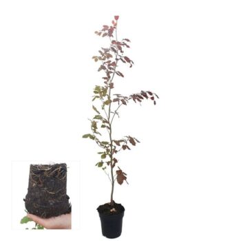 Fagus syl. 'Atropunicea'