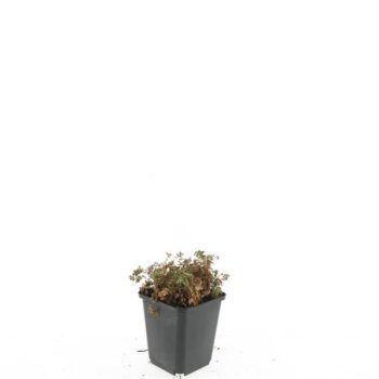 Acaena microphylla 'Kupferteppich'