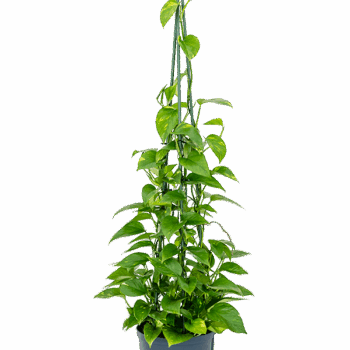Scindapsus (Epipremnum) 'Aureum' Pyramid 120