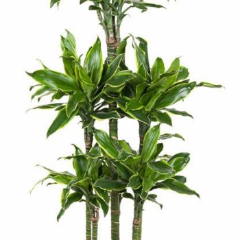 Dracaena Gold Coast