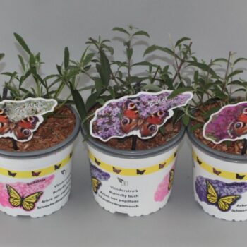 Buddleja davidi compact-mix