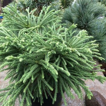 Cryptomeria japonica 'Little Sonja'