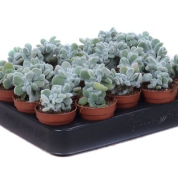 Echeveria pulvinata frosty cristaat