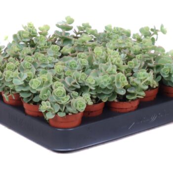 Sedum sieboldii