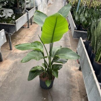 Strelitzia nicolai 3pp 25/19 h110