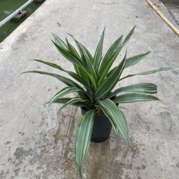 Dracaena Warneckei Tip