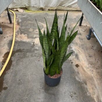 Sansevieria Zeylanica