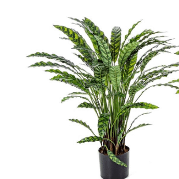 Calathea insigne x 77